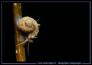 Little Freshwater Snail... :O)... by Michel Lonfat 